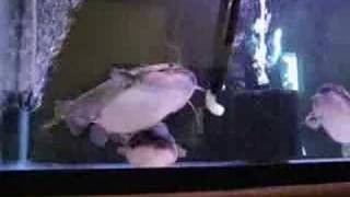 Asterophysus Batrachus Gulper Catfish Feeding Video [upl. by Shanleigh893]