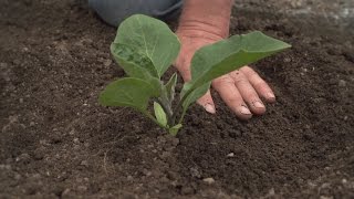 Amazing Eggplant Agriculture Eggplant Farming amp Eggplant Harvesting Greenhouse Eggplant Cultivation [upl. by Concha690]