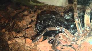 goliath birdeater Theraphosa blondi molting time lapse [upl. by Carver]