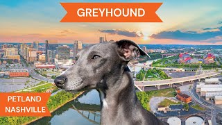 Greyhound Breed Highlights [upl. by Dwain615]