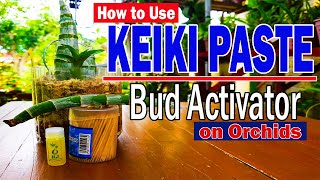 HOW TO USE KEIKI PASTE  Bud Activator  Orchid Propagation [upl. by Adnwahsal]