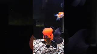 Oranda goldfish fancygoldfish orandagoldfish [upl. by Yesrej]