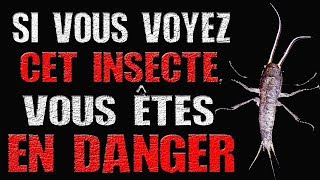 Creepypasta FR  Si vous voyez cet insecte vous êtes en danger [upl. by Gilly166]