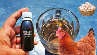 Use of Organic Acid in Poultry Birds  Organic Acid for Chickens  Dr ARSHAD [upl. by Schwerin]