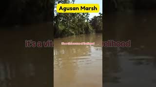 Agusan Marsh  Shorts [upl. by Gnilyam]