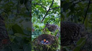 Thrush Feeding Chicks 🙀 youtubeshorts wildlife birds facts shorts animals nature [upl. by Straub]