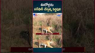 iSmart News  ఊరోళ్లను పరేషాన్ చేస్తున్న పెద్దపులి  Tiger  TV9 [upl. by Lello92]