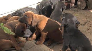 First litter born to new dog breed in Slovakia [upl. by Nuahsar]