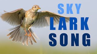 Bird sounds  Skylark singing in the spring sky [upl. by Naida477]