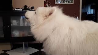 Samoyed dog howling to a video of herself howling like Zootopia [upl. by Londoner940]