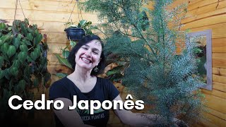 Cedro Japonês [upl. by Pierette]