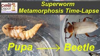 Superworm Metamorphosis  Pupa to Beetle Time Lapse Video [upl. by Surazal]