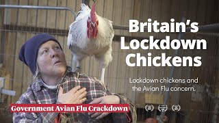 Lockdown Chickens Avian Flu in the UK [upl. by Anoblav582]