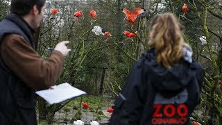 Tierische Inventur im Zoo Osnabrück Alle Vögel sind noch da [upl. by Rania44]