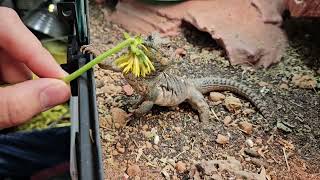 Tad Cooper Ocellated Uromastyx eating a dandelion [upl. by Ecaroh411]