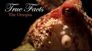 True Facts About The Octopus [upl. by Eliam]