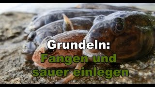 Grundeln Fangen und sauer einlegen [upl. by Rawdon518]