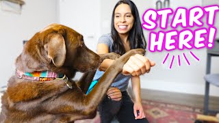 10 EASY DOG TRICKS IN 10 MINS 🐶 Promise theyre easier than you think [upl. by Hanas]