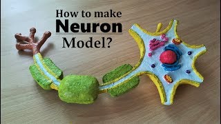 How to make Neuron 3d Model using Thermocol [upl. by Hermes]