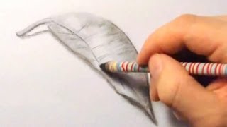 Blatt zeichnen im Zeitraffer Leaf drawing in fast motionHD [upl. by Philipa]