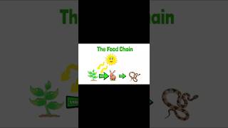 The Food ChainFoodChainEcosystemBalanceFoodChainEnergyFlowTheFoodChainshortsfunlearning [upl. by Leaw878]