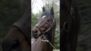 The 72 Million Horse Fusaichi Pegasus Rise and Fall [upl. by Ytima]