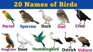 20 Birds Name in English  Birds Name  Vocabulary in english  kids learning video [upl. by Cahilly]