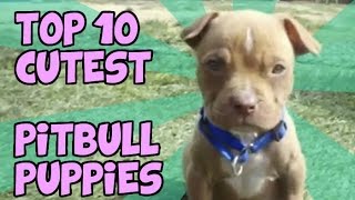 TOP 10 CUTEST PITBULL PUPPY VIDEOS ON YOUTUBE [upl. by Settera266]