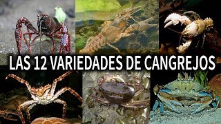 12 VARIEDADES DE CANGREJOS DE RIÓ  CANGREJO DE RIO  AcuariosLP [upl. by Zacharias]