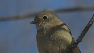 ジョウビタキ Daurian Redstart の雌。December 312016 [upl. by Eelarbed]