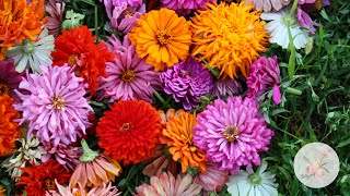 In the Garden Deadheading Spent Zinnia Blooms  Ornamental Cut Flower Gardening [upl. by Lindsy]