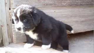 AKC Landseer Newfoundland Puppies 5 weeks old [upl. by Godard701]