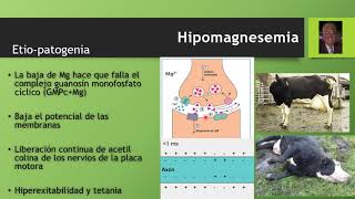 Hipomagnesemia o Tetania de los Pastos Parte 2 [upl. by Ecirrehs]