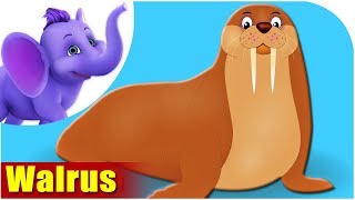 Animal Songs for Kids  Walrus song [upl. by Mersey]