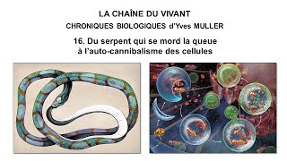 16 Du serpent qui se mord la queue à l’autocannibalisme des cellules [upl. by Odlabu104]