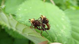 Ferruginous Beegrabber Sicus ferrugineus copula Rotterdam the Netherlands 4 June 2024 66 [upl. by Mojgan]