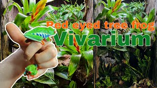 RED EYED TREE FROG vivarium 20 [upl. by Islean]