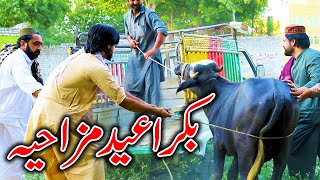 Bakra Eid Special Funny Video By PK TV Vines 2024  PK TV [upl. by Newlin]