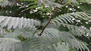 Mimosa tree Albizia julibrissin  Plant Identification [upl. by Katha600]