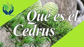 Cedrus o Cedro tipos características cuidados variedades [upl. by Mun]