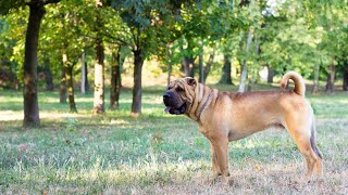 Exploring the Behavior of Chinese SharPeis at the Dog Park [upl. by Malilliw]