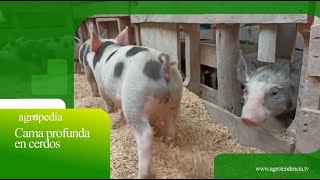 Cama profunda en cerdos 🐷 Agro en 2 minutos [upl. by Yendor]