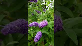 Buddleia davidii plant Purples Cone shape flowers [upl. by Grove]