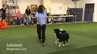 Hundesportzentrum Bergisch Land im WDR am 18811 [upl. by Tildi]