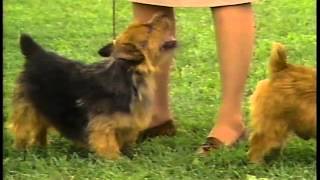 Norwich Terrier  AKC Dog Breed Series [upl. by Sammy]