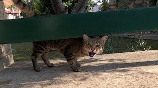 Tabby cat with a booming and guttural voice meowing so cute [upl. by Abbe128]