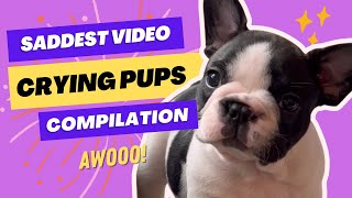 Crying Puppies Compilation the saddest French Bulldog pups 😭 [upl. by Ennayr]