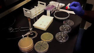 Testing an Antibiotic Using a Disk Diffusion Assay  Kirby Bauer Method [upl. by Downe]