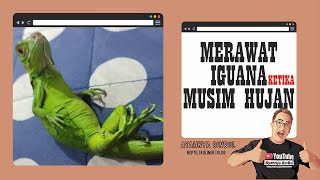 Cara merawat baby iguana serta pemakaian lampu UVAUVB Reptil [upl. by Valida775]