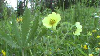 MyNature Apps Identifying Sulphur CinquefoilPotentilla recta [upl. by Aicirtam]